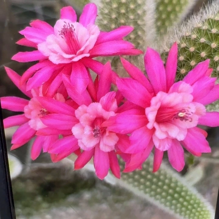 211杂交九尾狐6公分左右无根侧牙，20包邮