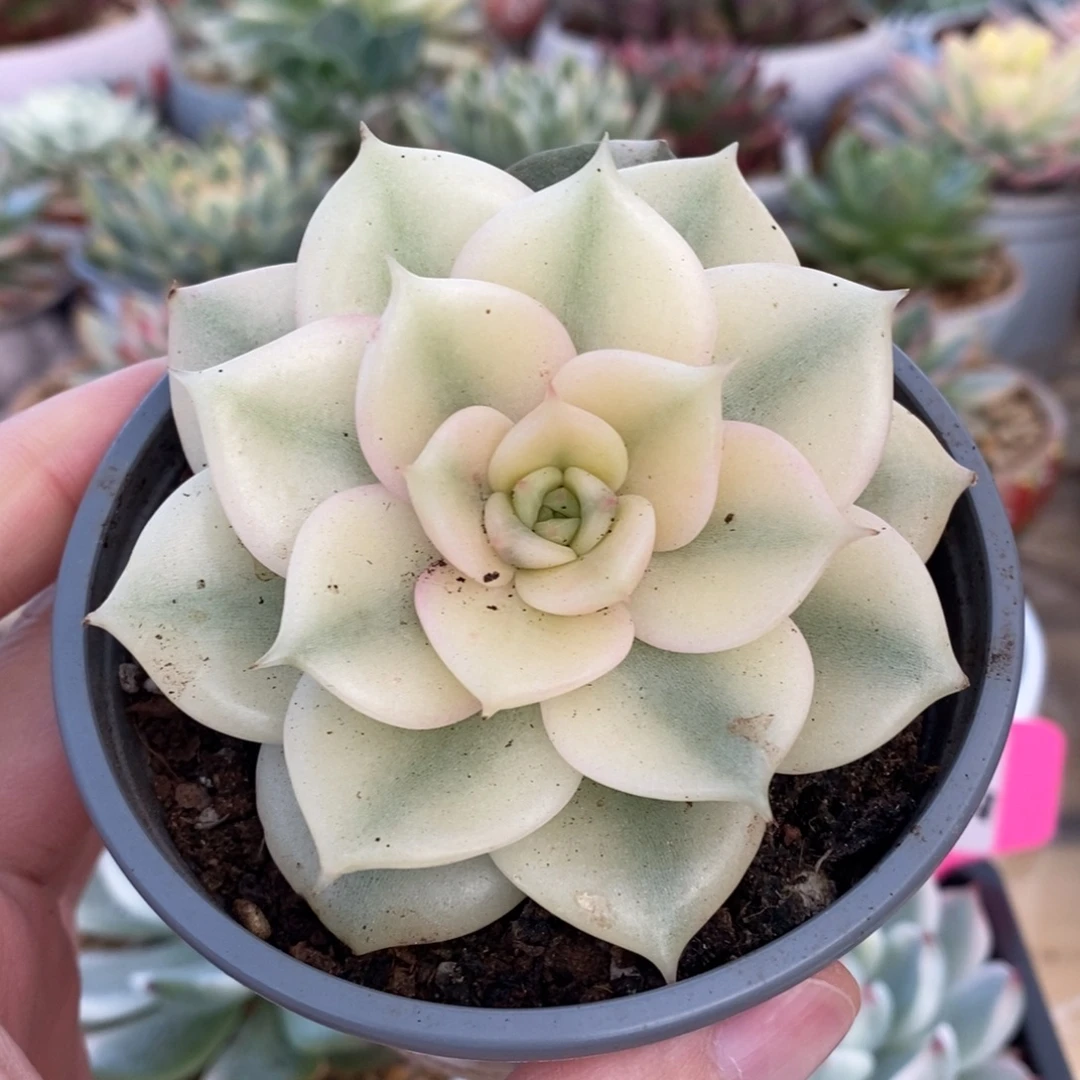 340全覆轮锦贝加尔湖