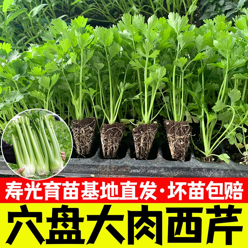 皇后西芹秧苗四季芹菜苗秧小香芹菜苗四季蔬菜秧苗苗子根菜苗