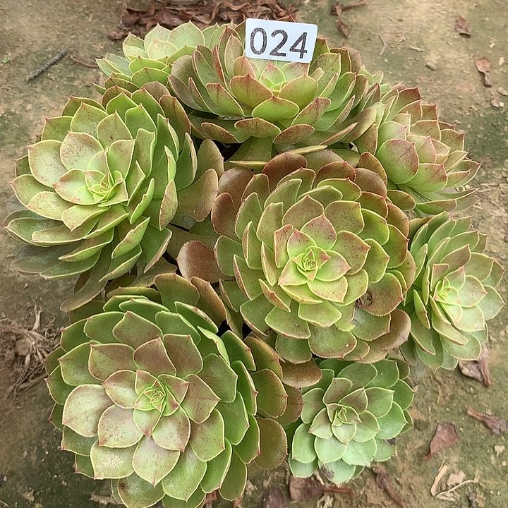 无花朵024万圣节多肉植物