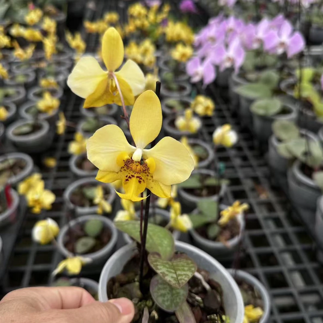 花农杰哥原生种蝴蝶兰直播专用 黄史塔基