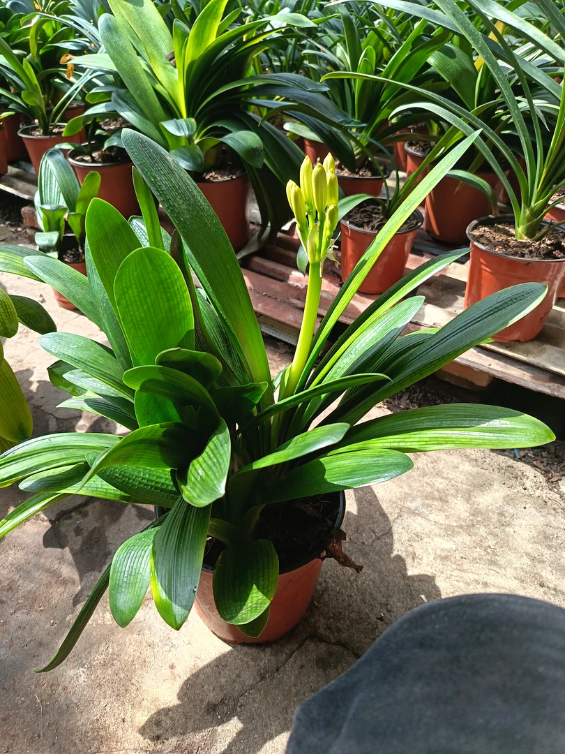 2年半生彩兰道子