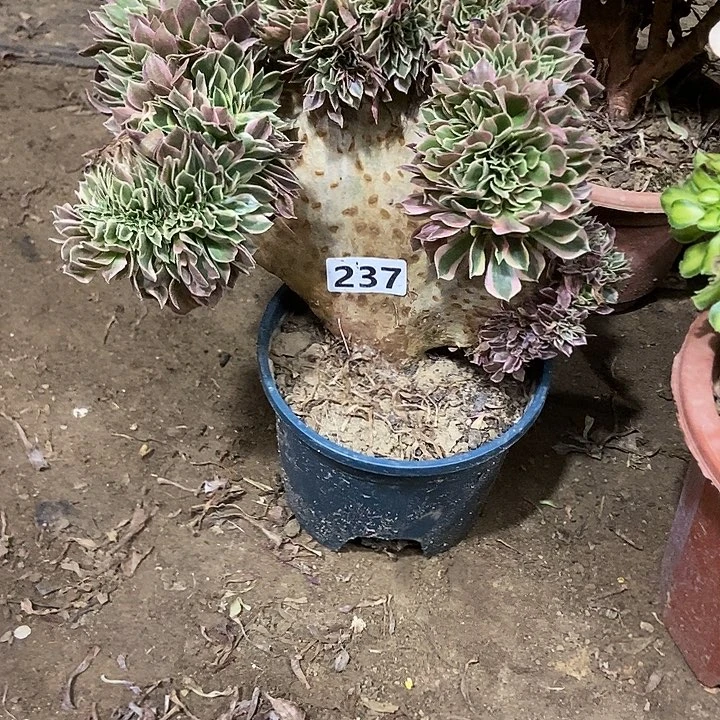 237女神缀化老板子法师