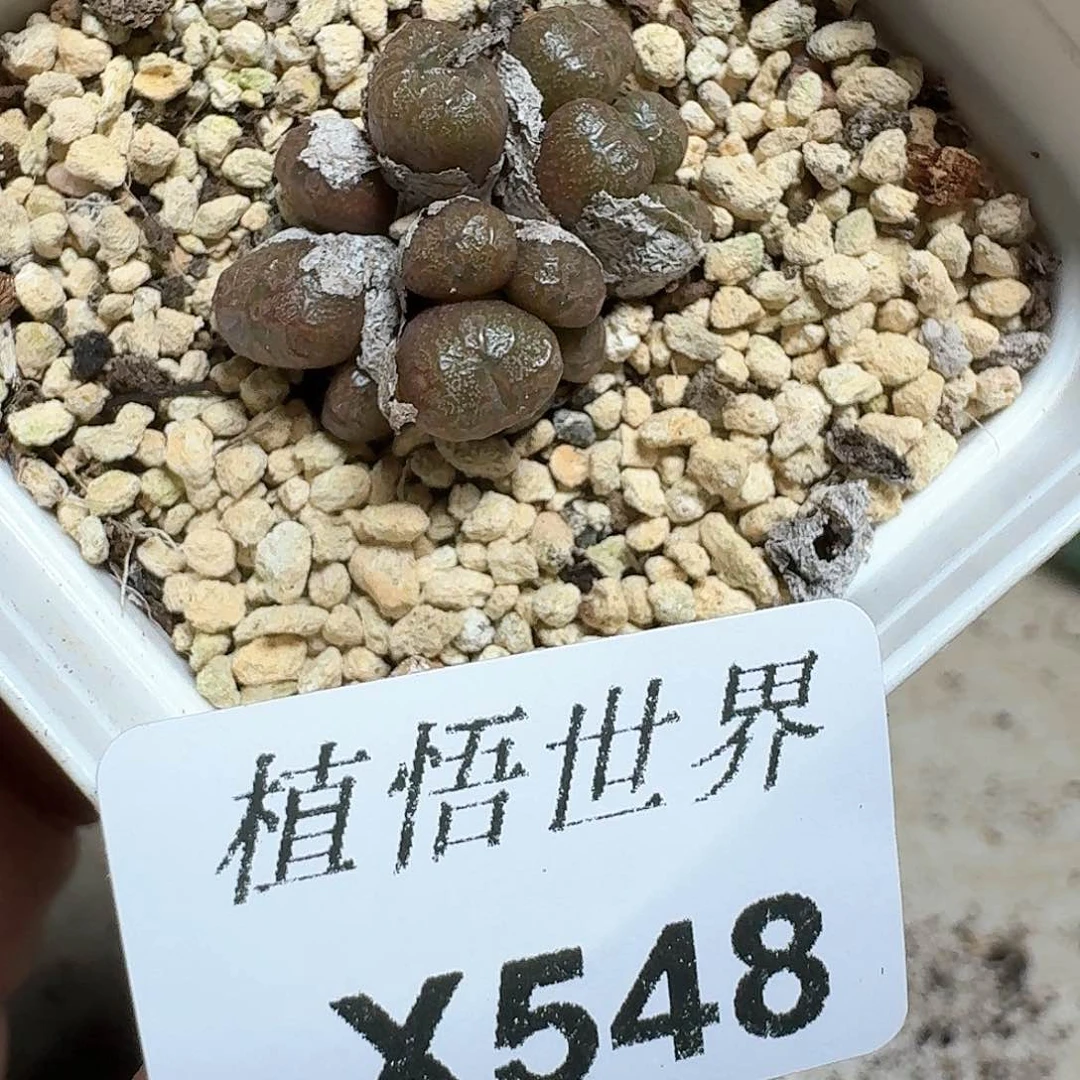 548号多肉植物哇fv