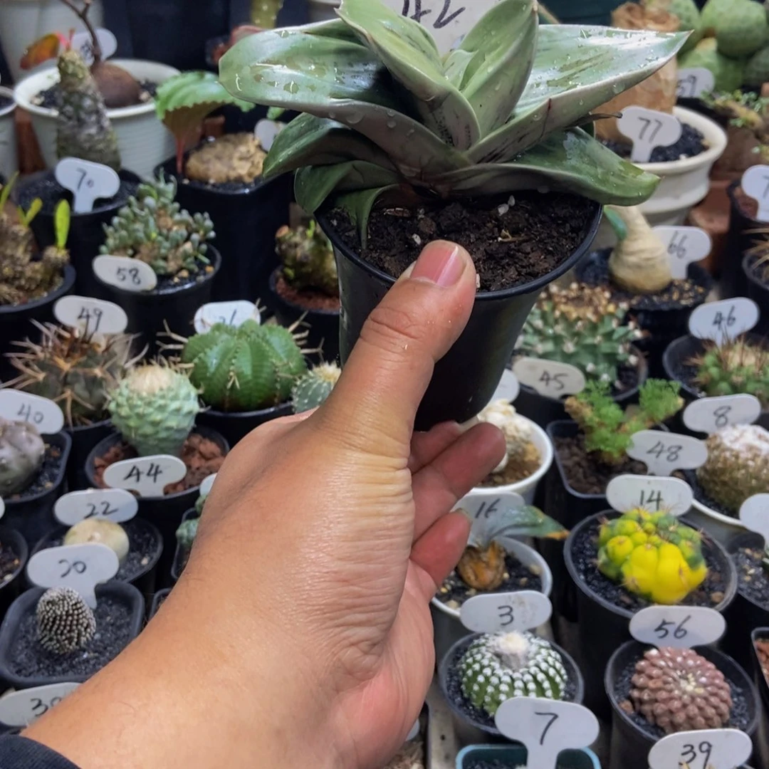 松肌蜗牛锦一物一拍