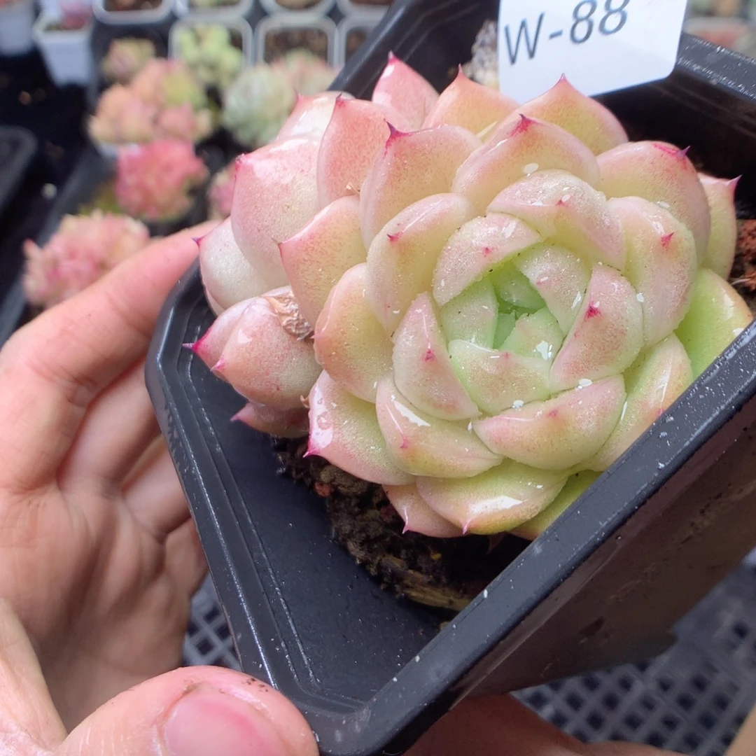 无花朵W88。秃子麦杆yyyyy