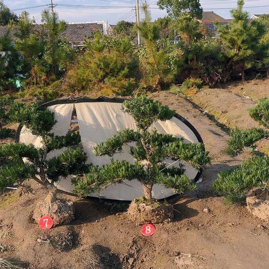 超***想无花朵罗汉松盆景艺术