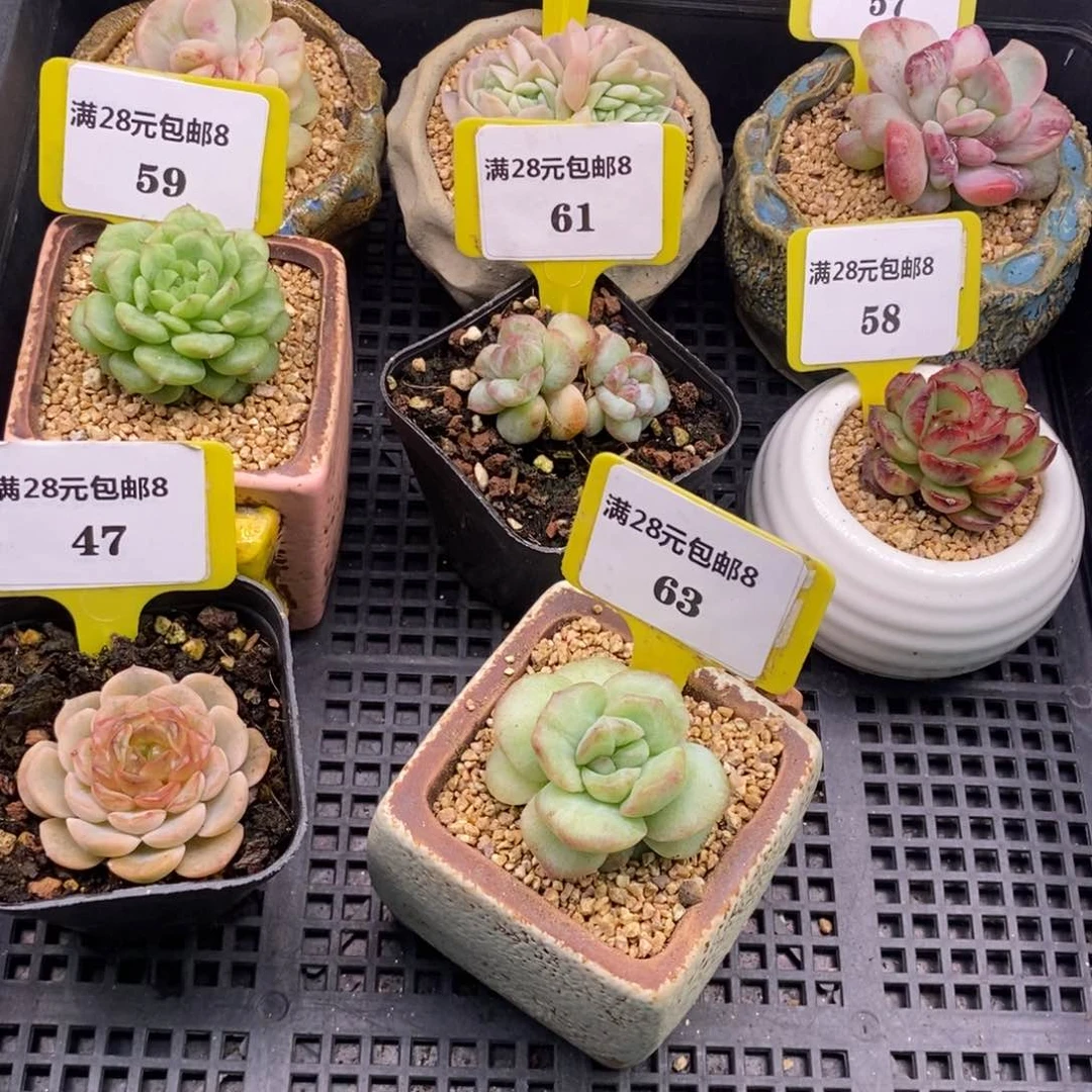 咕***～861.863泡芙石化多肉植物