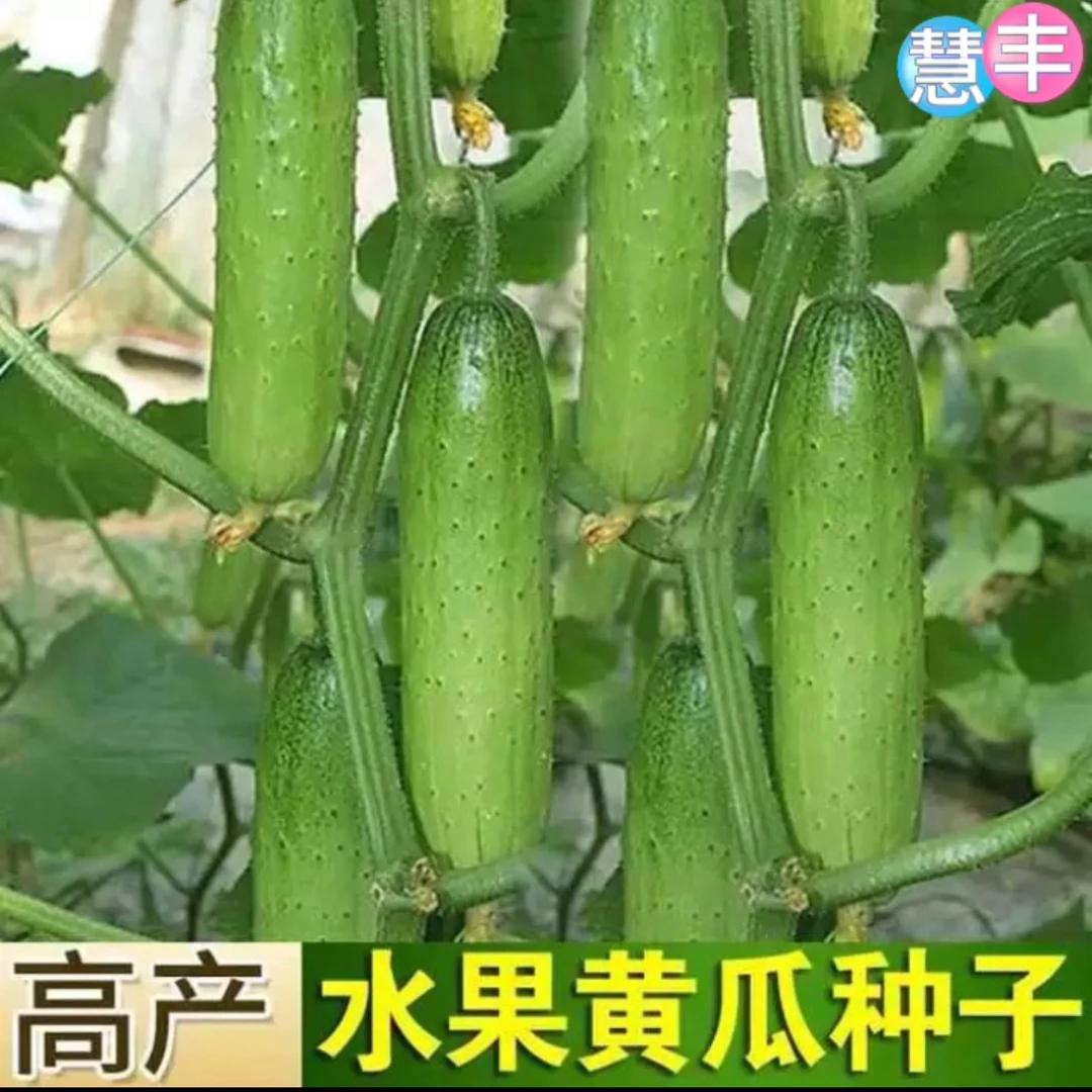 甜脆黄瓜种子小黄瓜新种籽春季四季盆栽无架黄瓜种高产早熟黄瓜