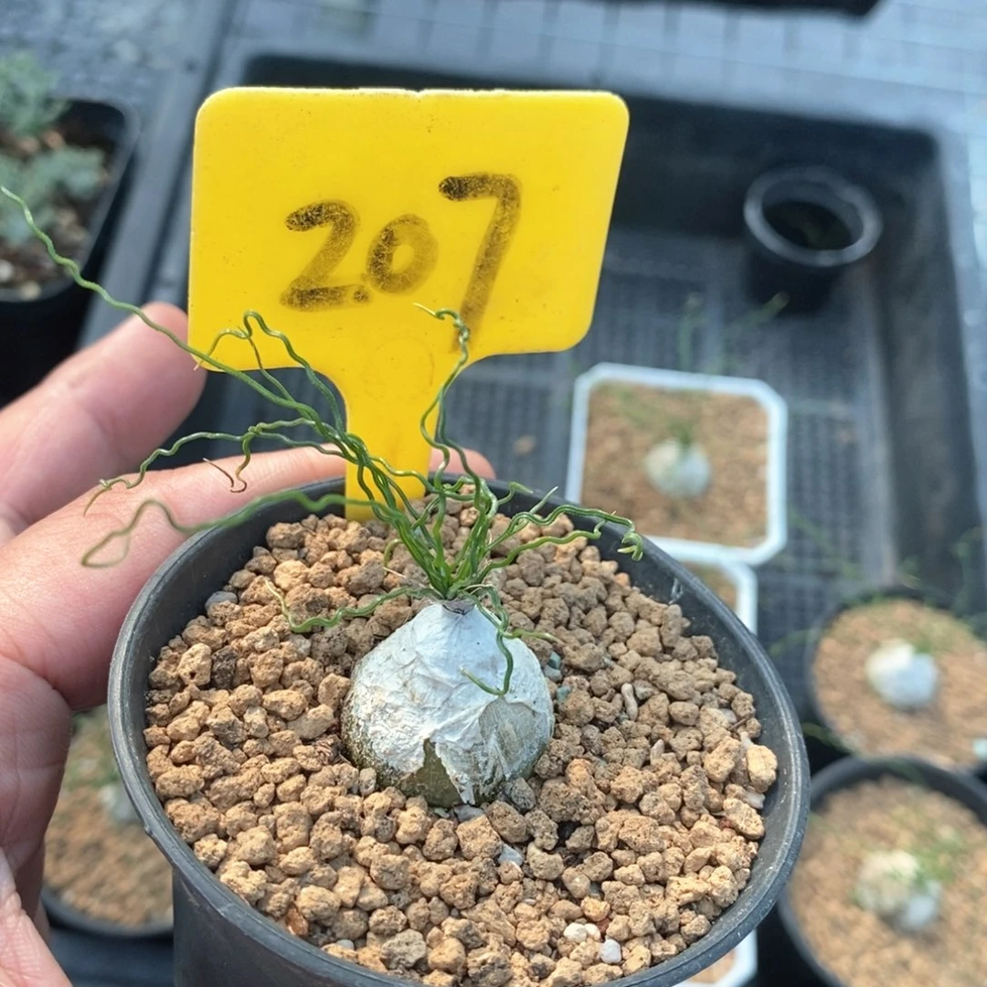 泰迪海葱多肉植物