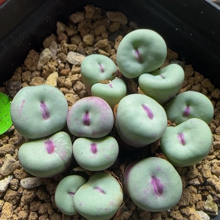 园艺1380b红嘴多肉植物10