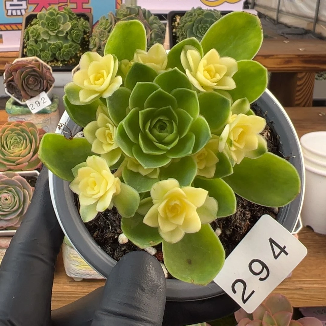 294繁星锦玫瑰5.5厘米