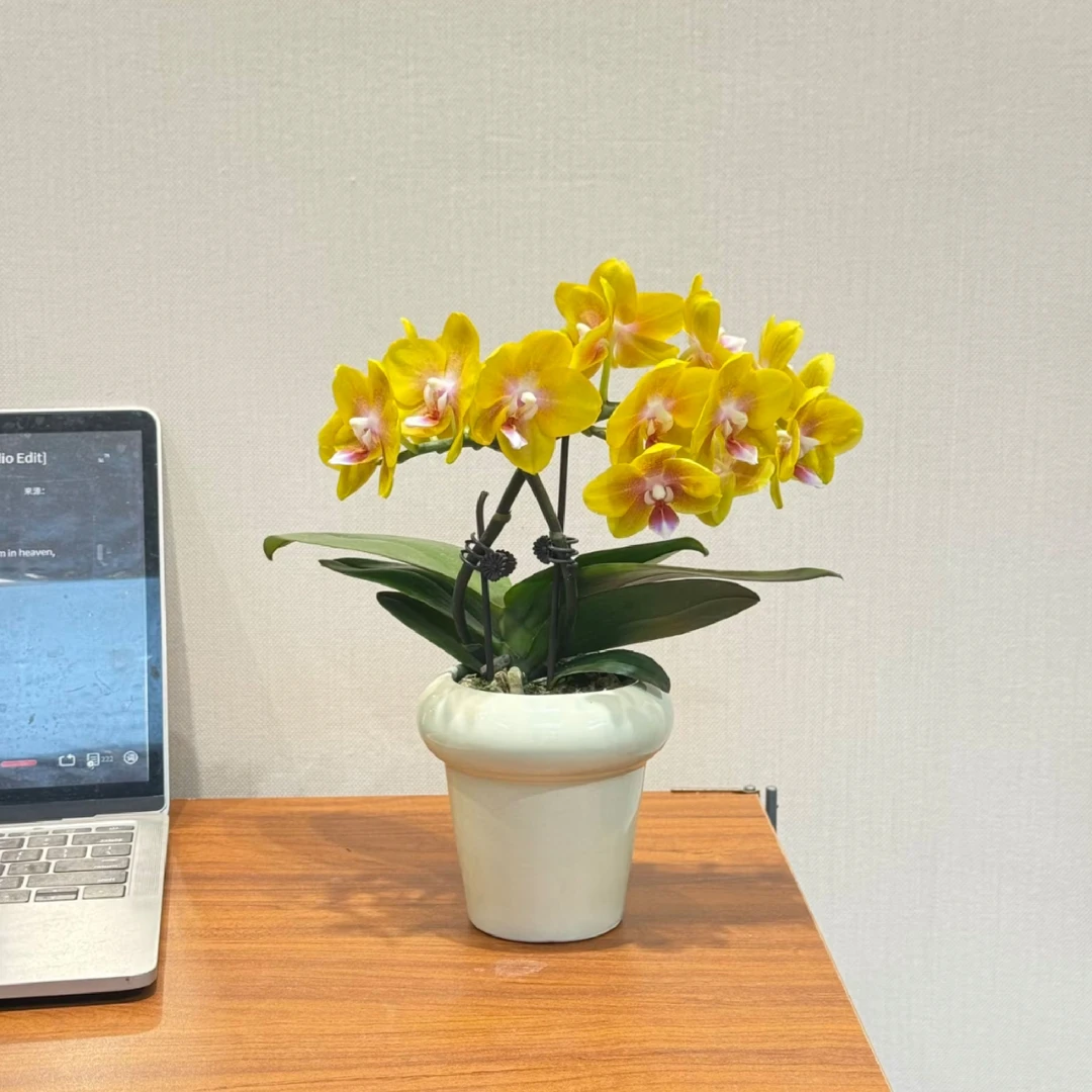 蝴蝶兰花带花苞四季好养盆栽室内花卉