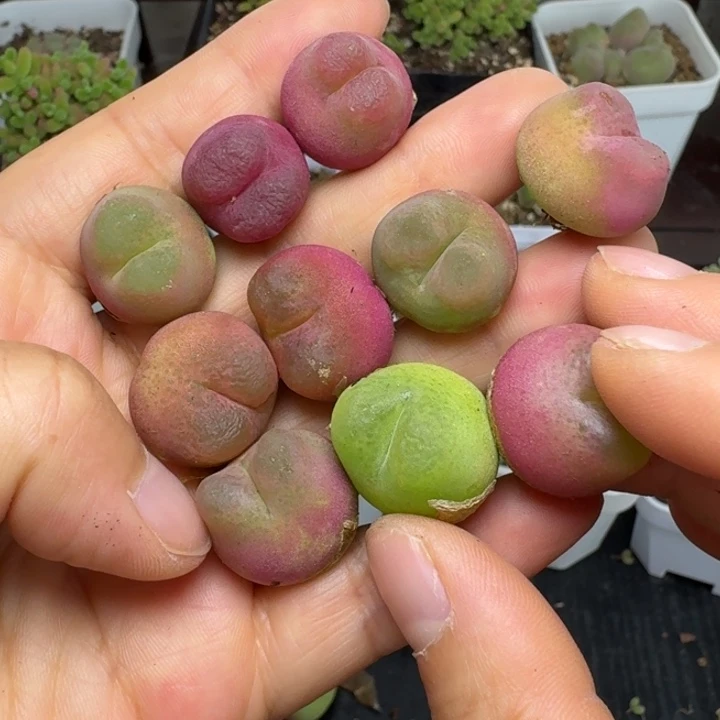 1486十颗好看毛汉尼福利