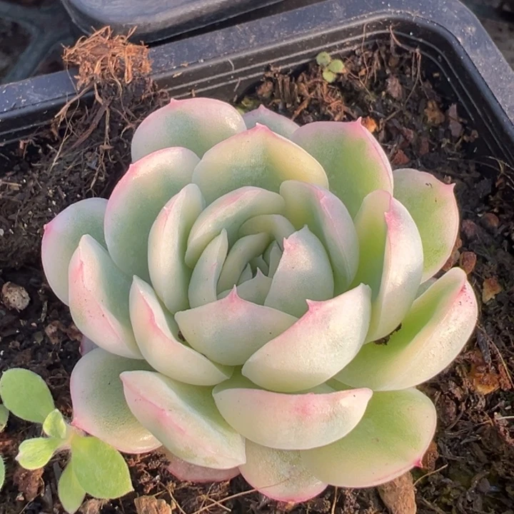 草莓冰锦一物一拍锦龙