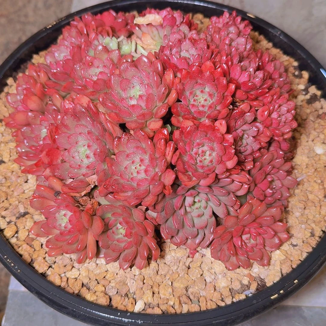 15111红宝石多肉植物