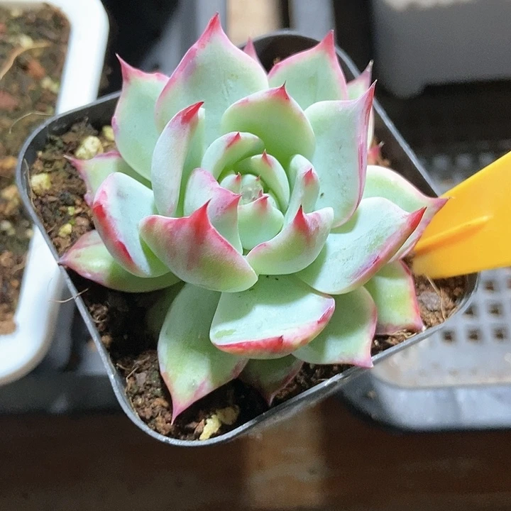 多肉植物惊鸿2111