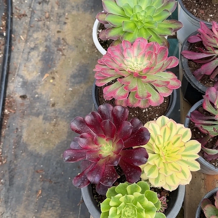 法师多肉植物小苗