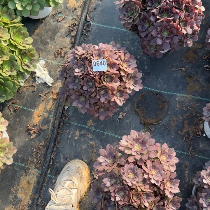 640桃花石清棚处理不包断枝