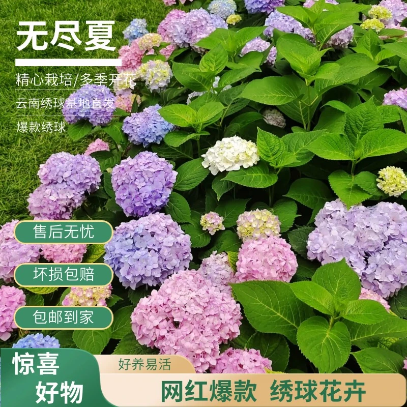 【无尽夏】彩色绣球 带花带花苞 爆款热款 老桩 包邮 基地直发