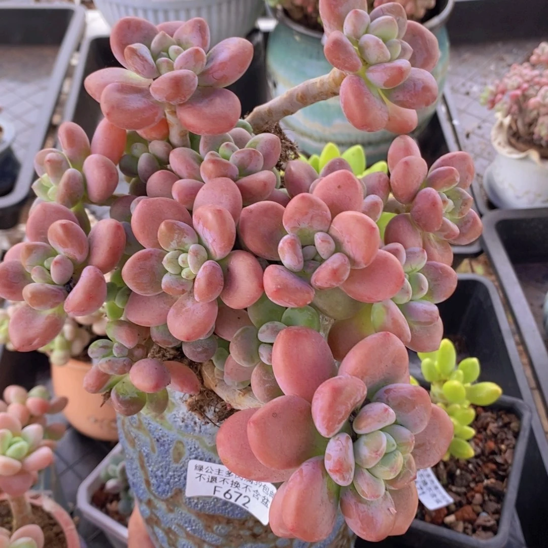 樱花洛神老桩16cm672多肉植物