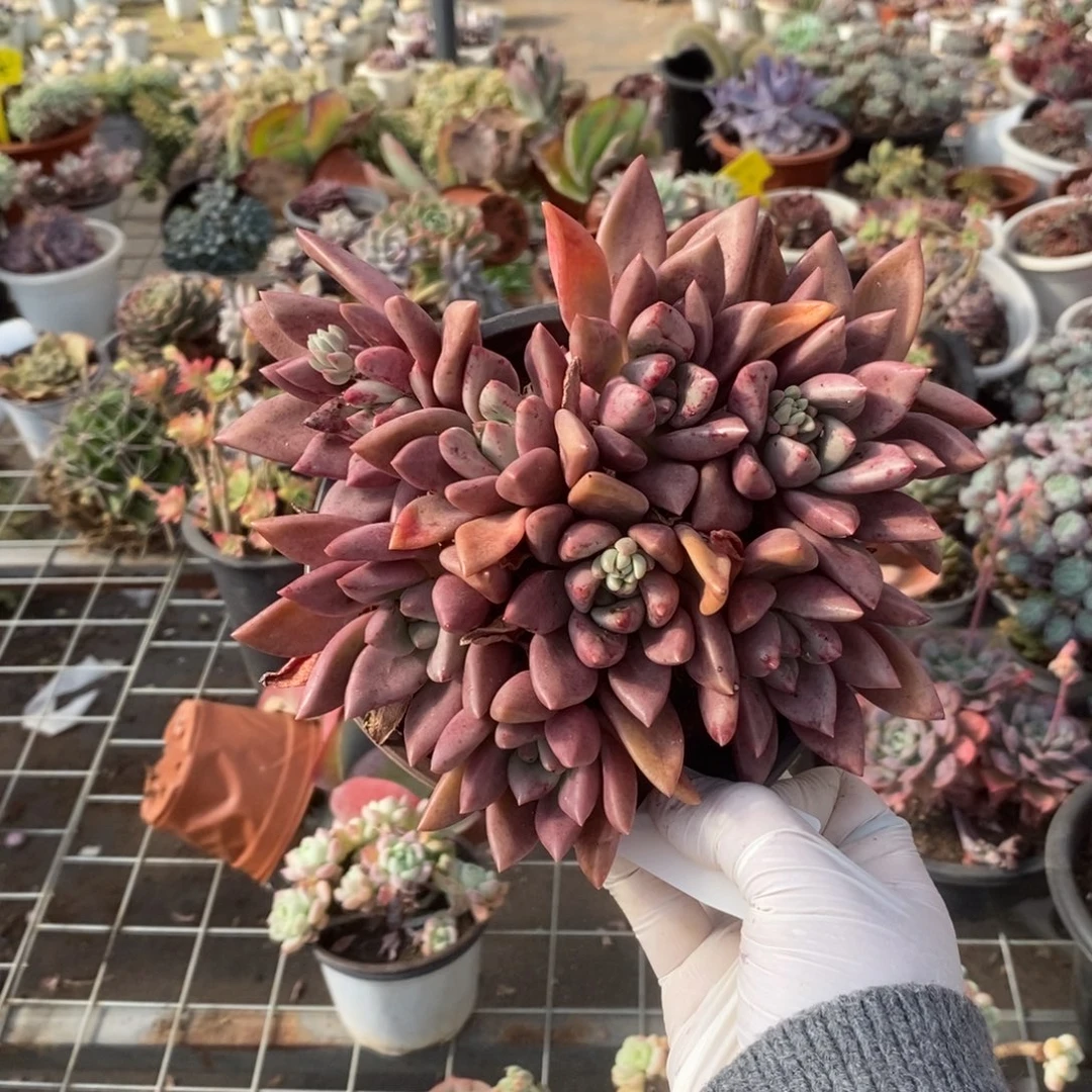 4728桃花源一物一拍