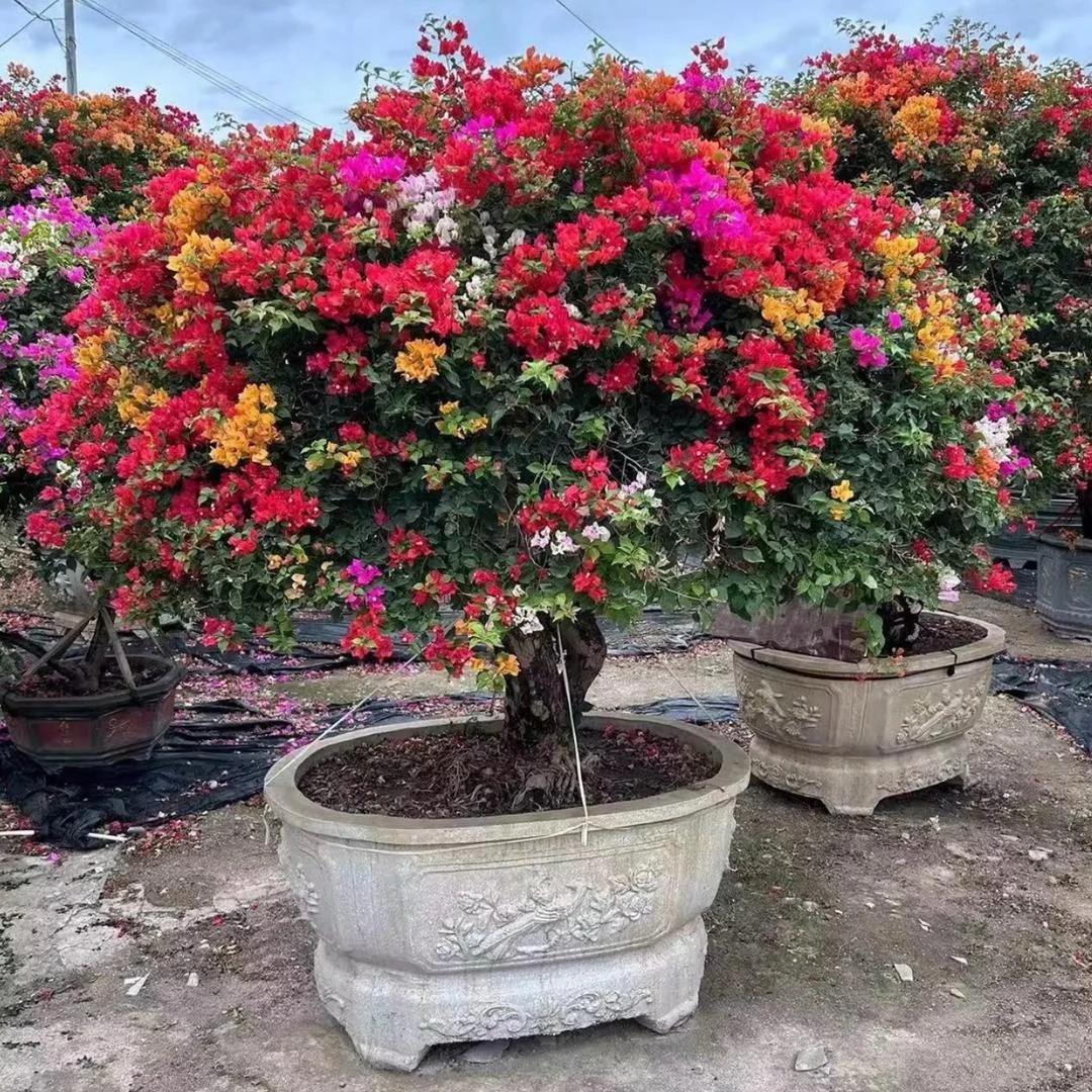 三角梅原生老桩各品种，各花色一物一拍(运输途中掉花落叶属正常)