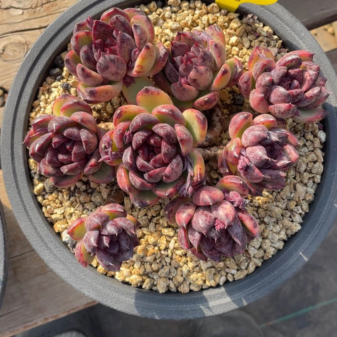 l****旬紫石榴群生无砍一个45