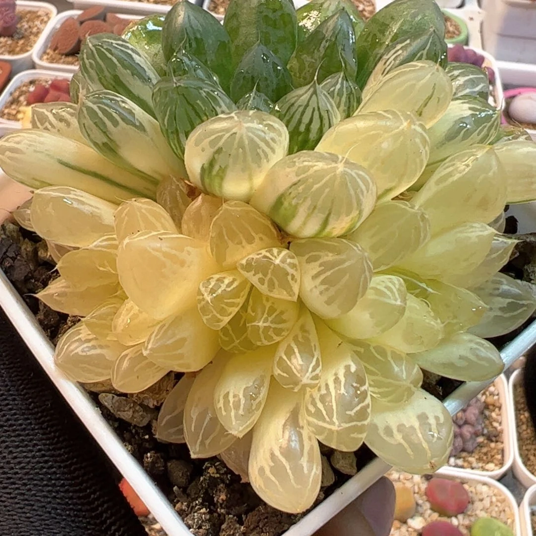 086多肉植物组合