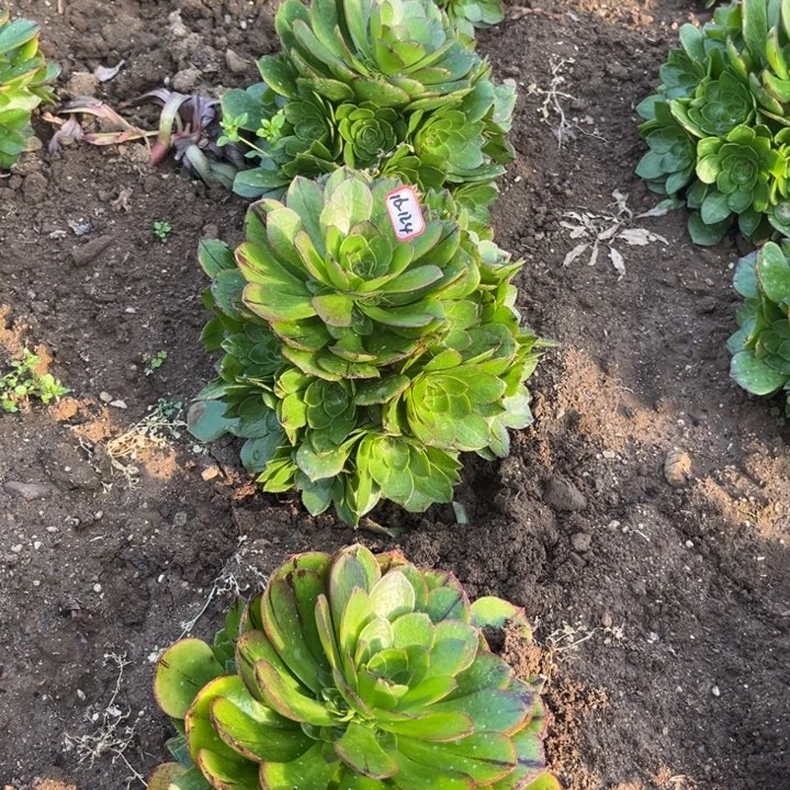 16-124拉丝亮牌9.9一个地理多肉