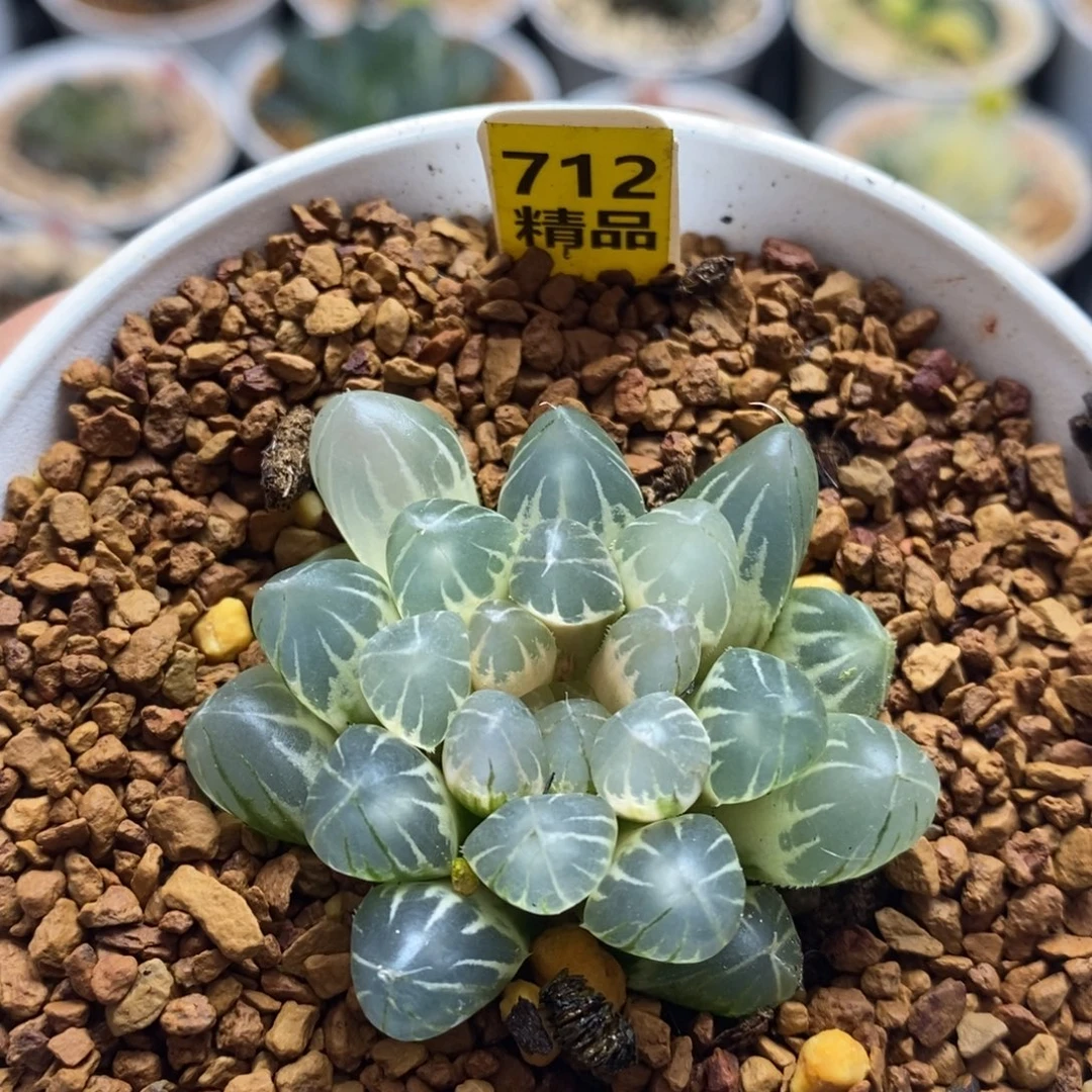 712白糊班霓虹灯十二卷