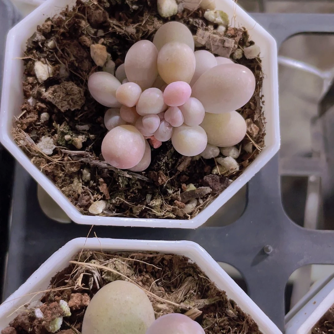 情*請蛋黄奶a002一物一拍