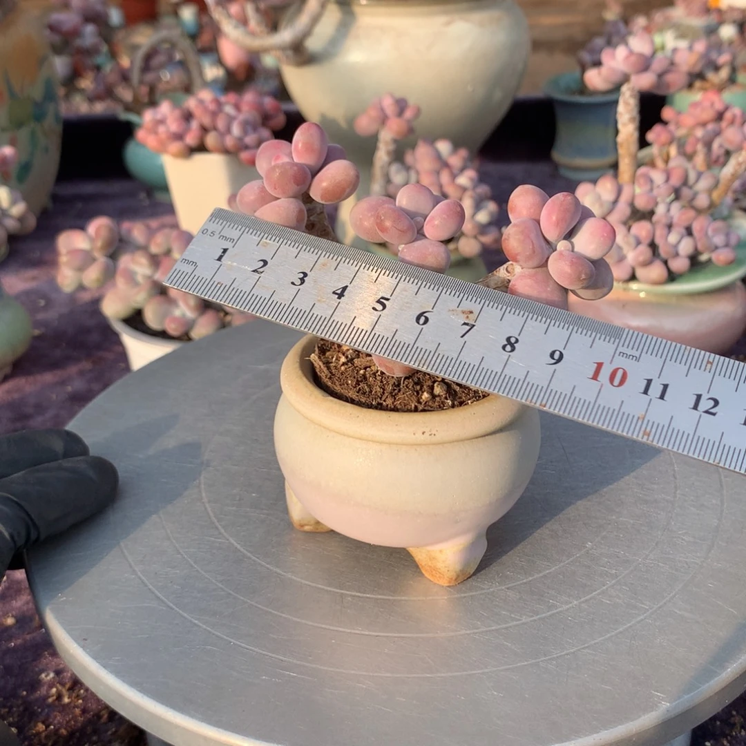 6带盆偏远的不包邮的