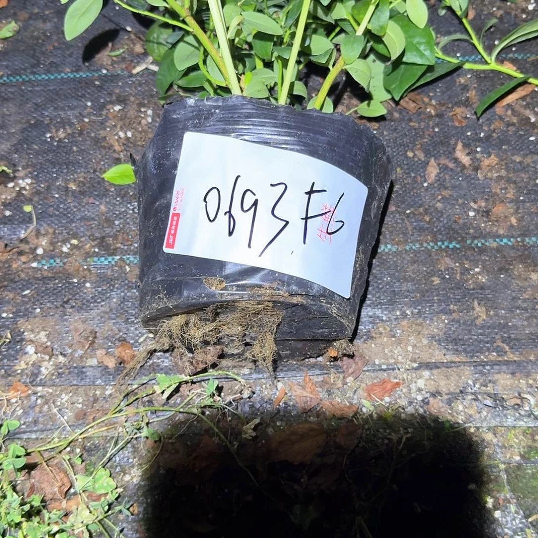 ℯ**蜂中钵苗一物一拍0693