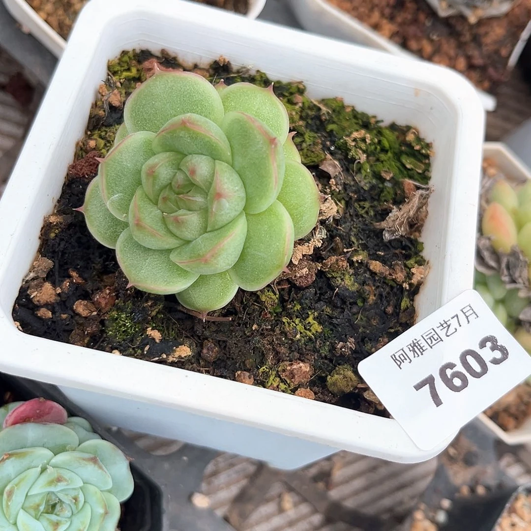 阿雅园艺。      7603
