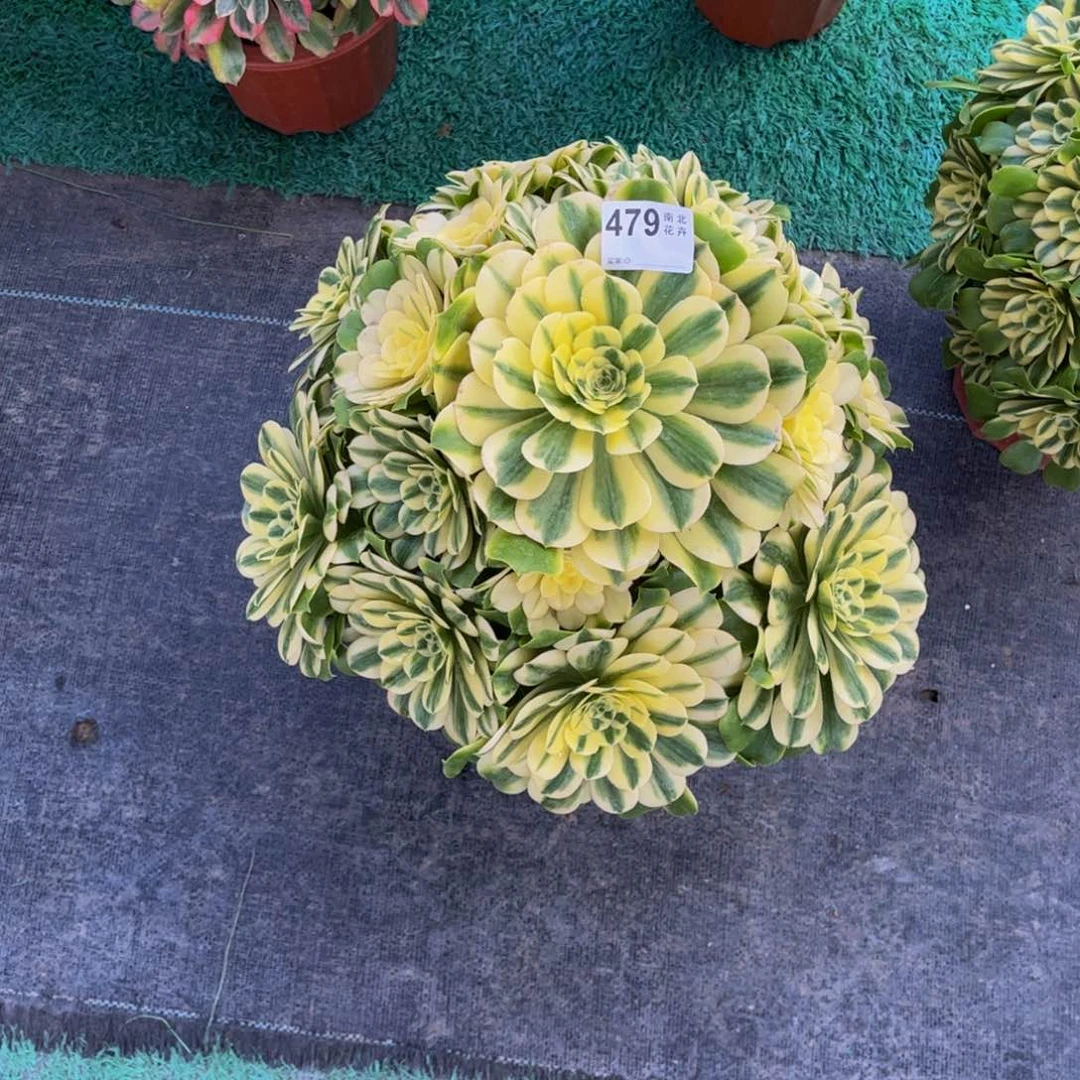 八*后多肉辛尼亚000000479