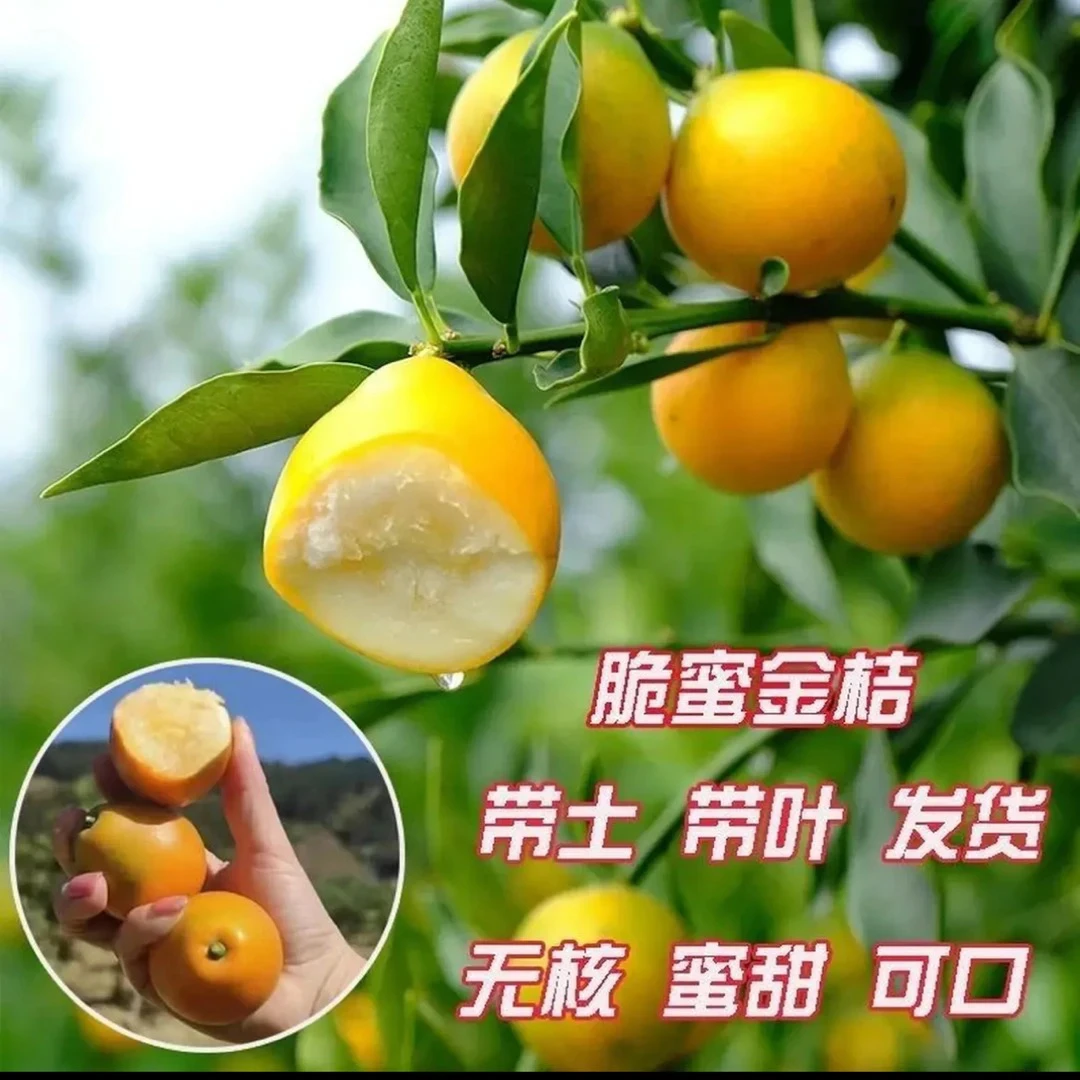 景和【5年老树】四季脆蜜金桔树苗带果发货可在阳台客厅羊奶金桔