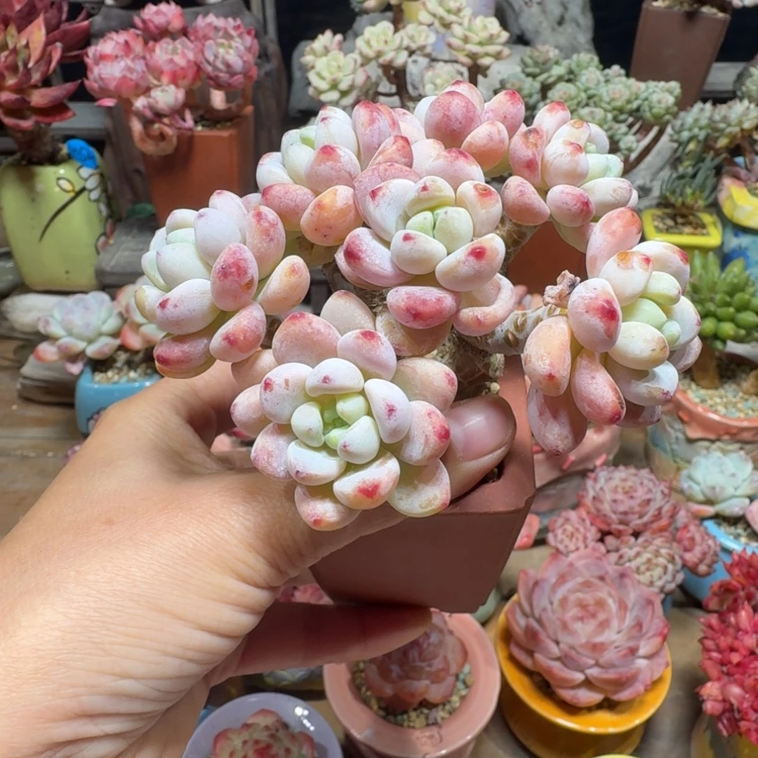 劳尔 多肉含盆土 一物一拍