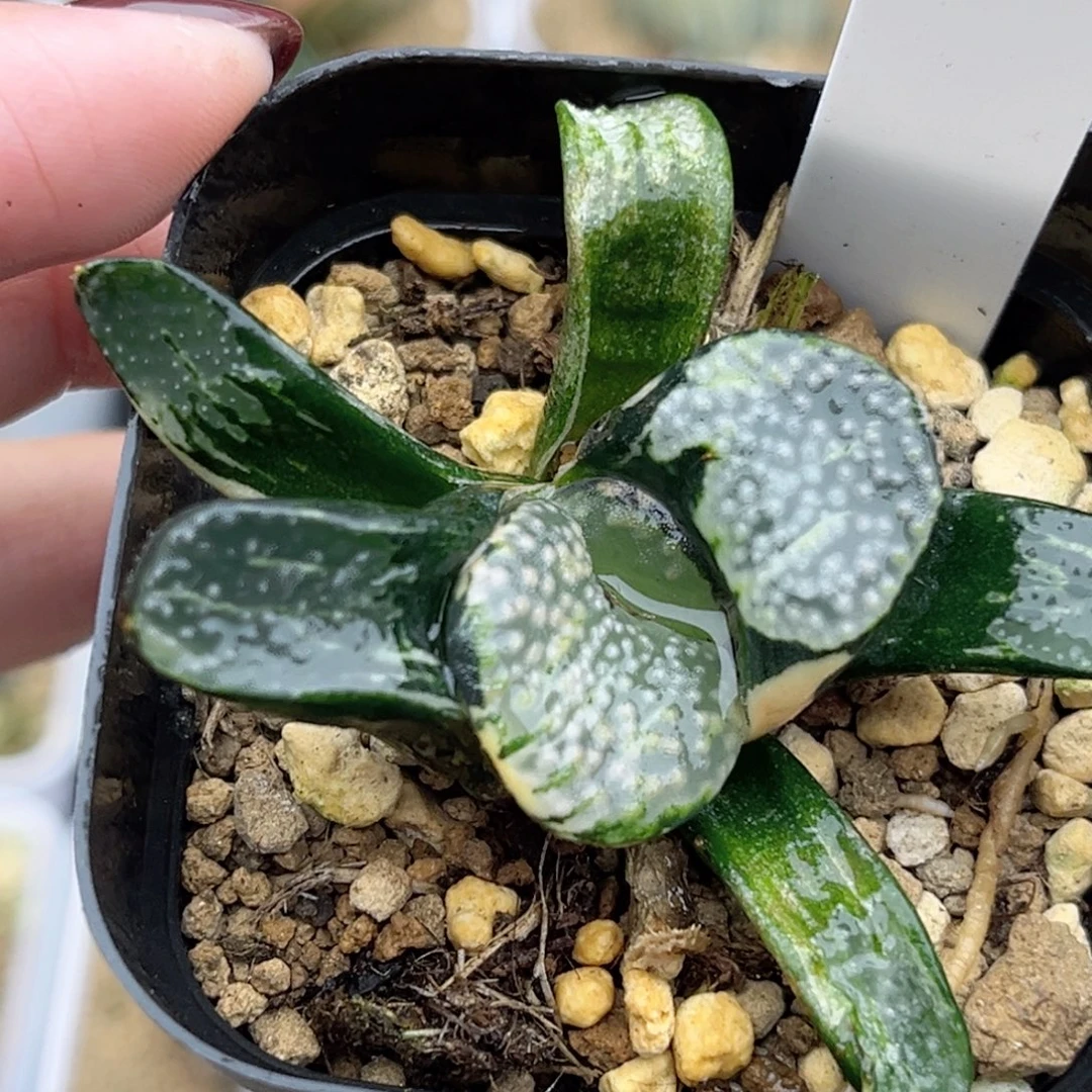 33大窗点点寿锦福利专场