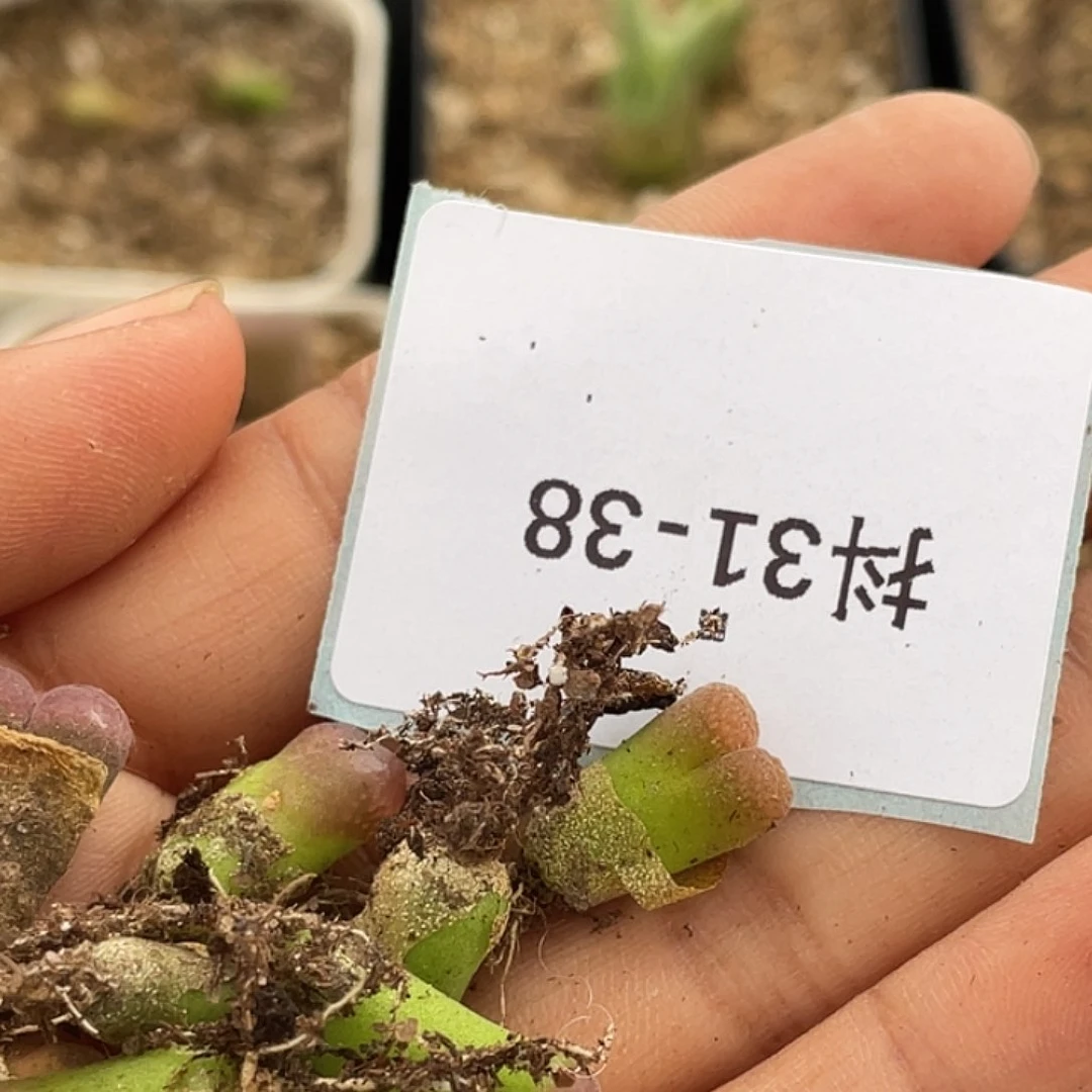 水*冻31-38肉锥多肉植物