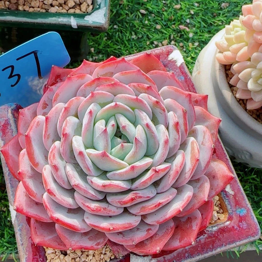 凤凰台，8335多肉植物