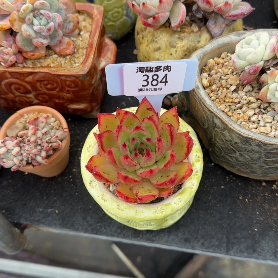 s***e多肉植物S P无木