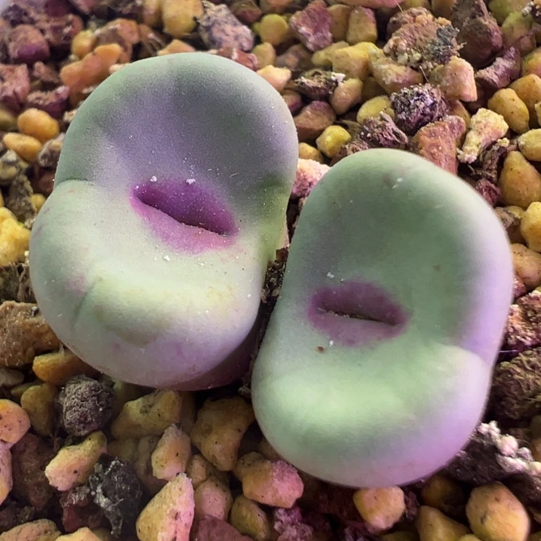 se杂交0094 肉锥植物