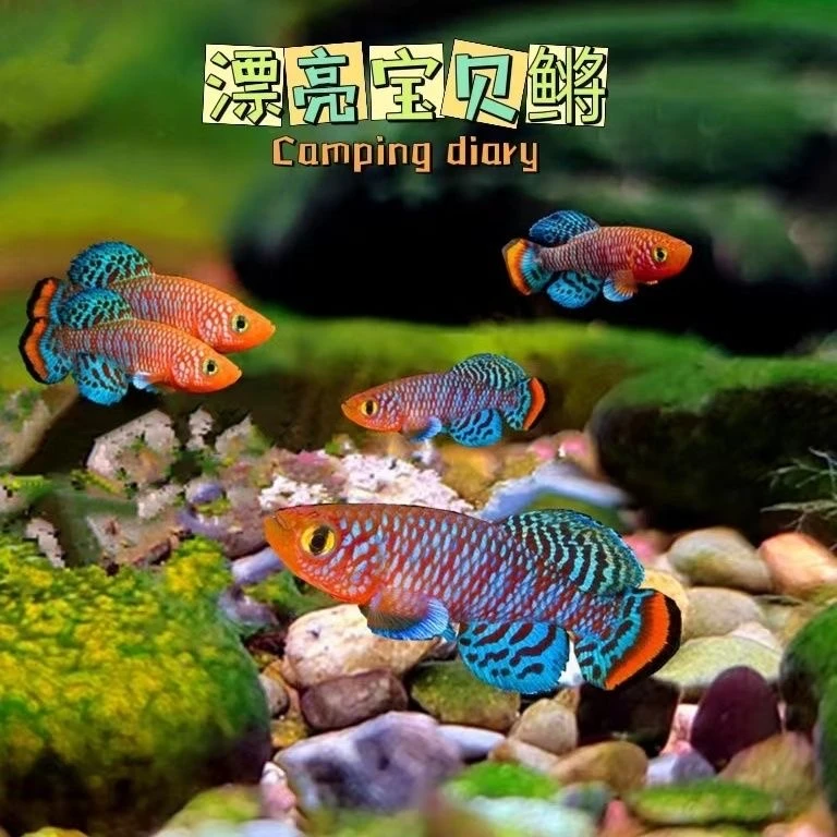 漂亮宝贝鳉漂亮的宝贝鱼贡氏圆尾鳉科鱼热带观赏鱼淡水小型鱼活体