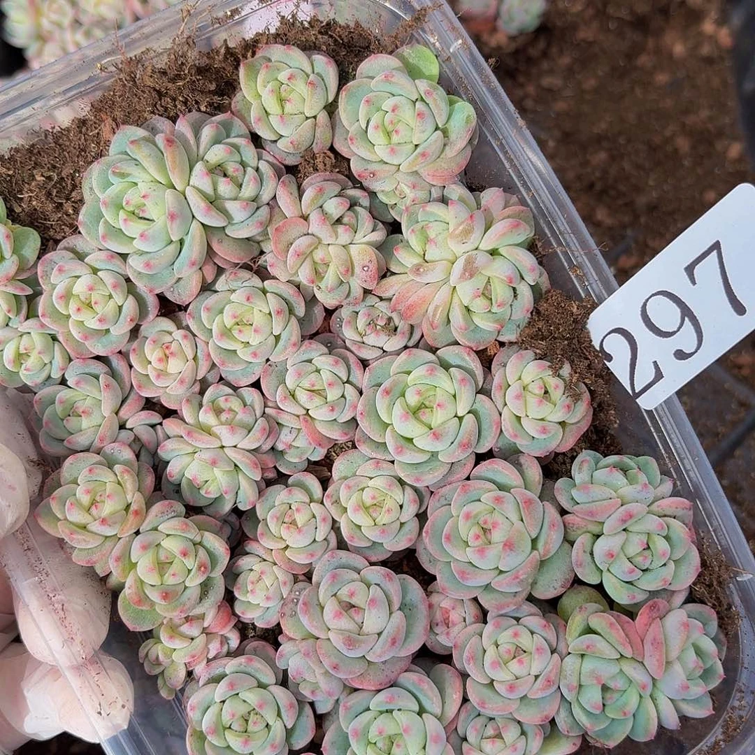 尐****多肉植物多肉植物297