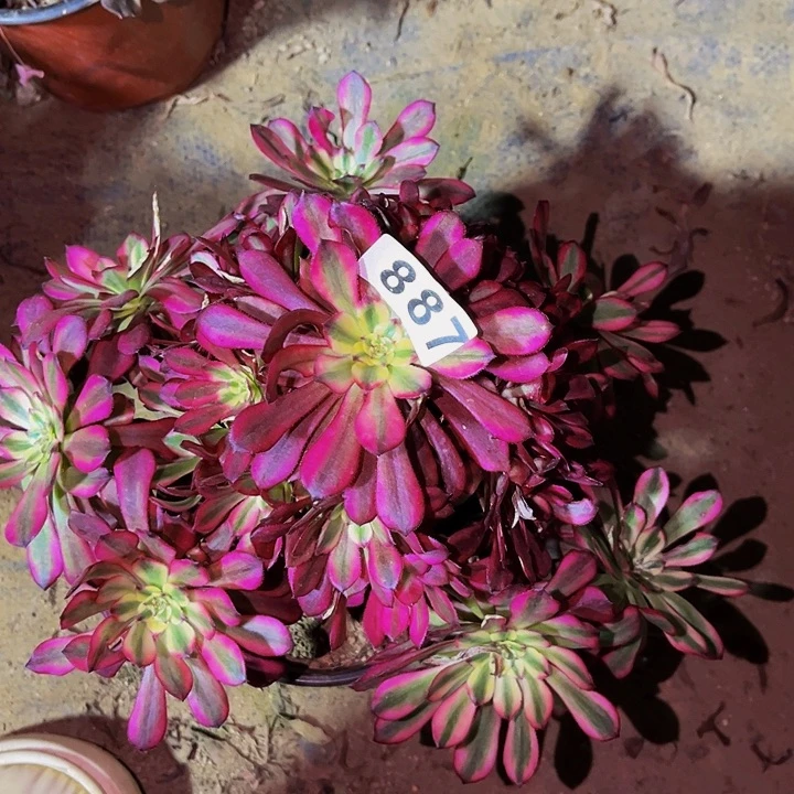 887美姬多肉植物处理不售后