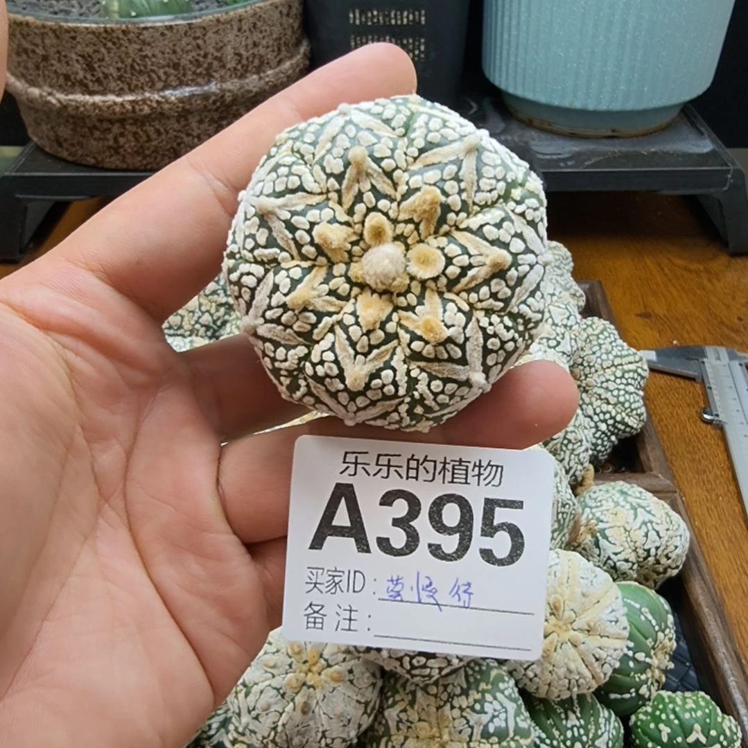 莫***待浓白V兜哈哈哈哈哈哈
