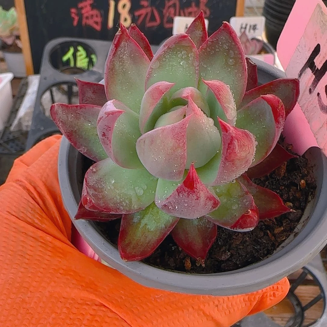 H58 惊鸿仙子多肉