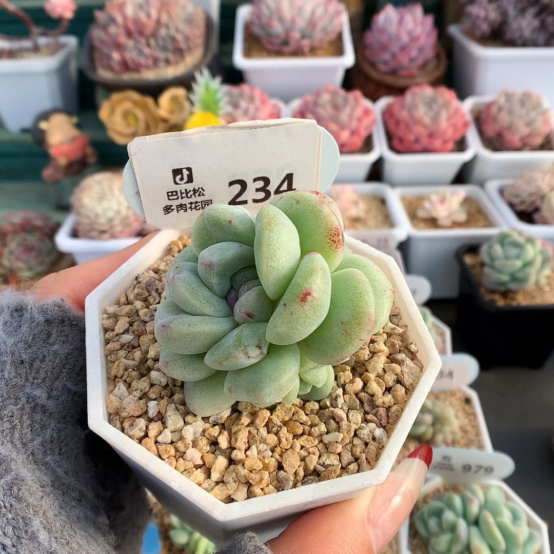 234双头紫心冰玉石化多肉植物