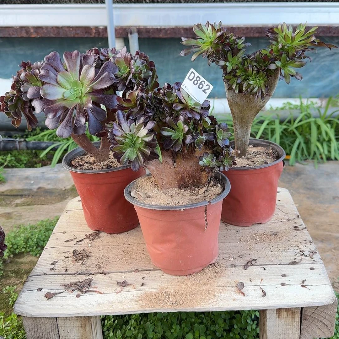 862黑法师欧紫有伤共3颗